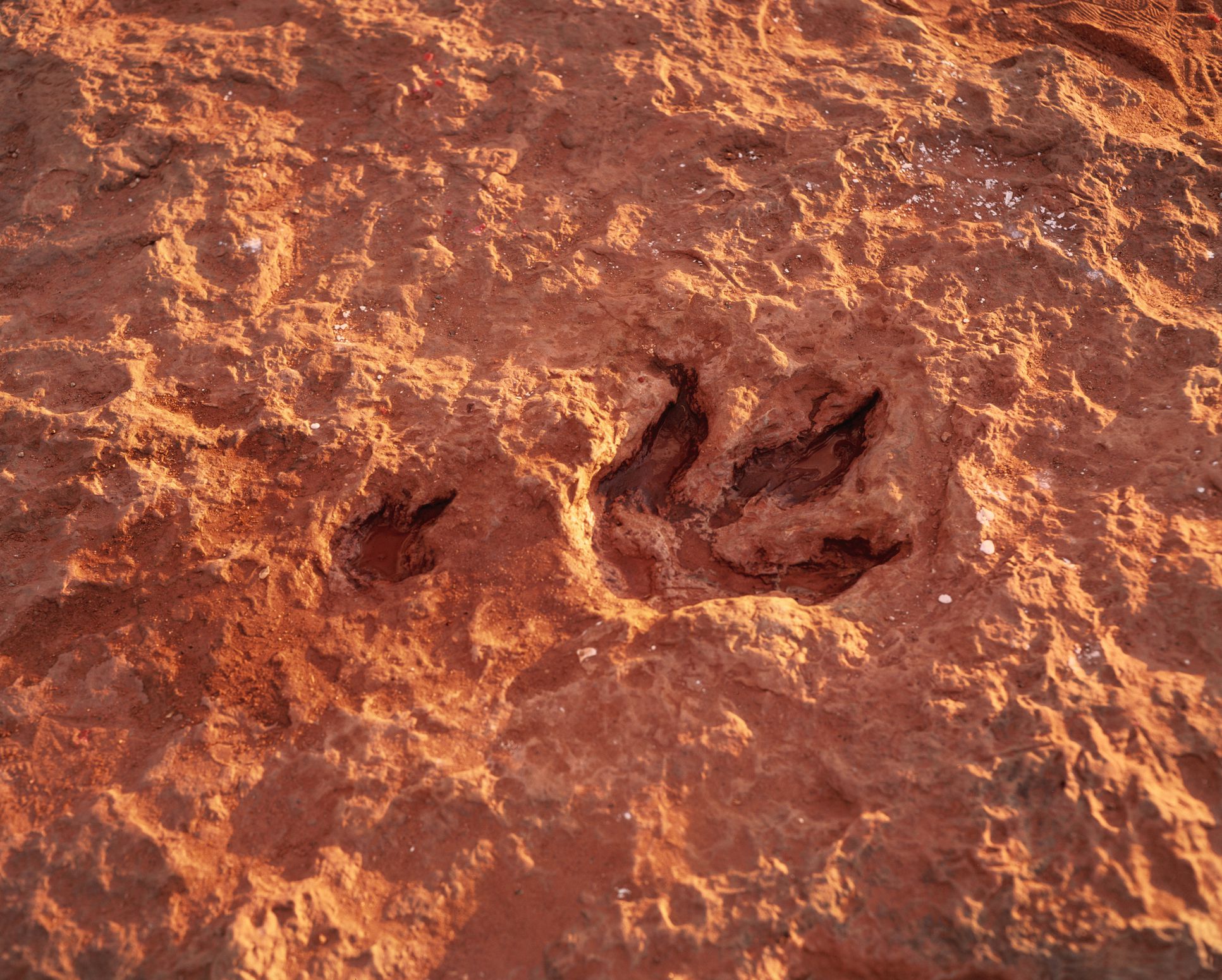 man and dinosaur footprints