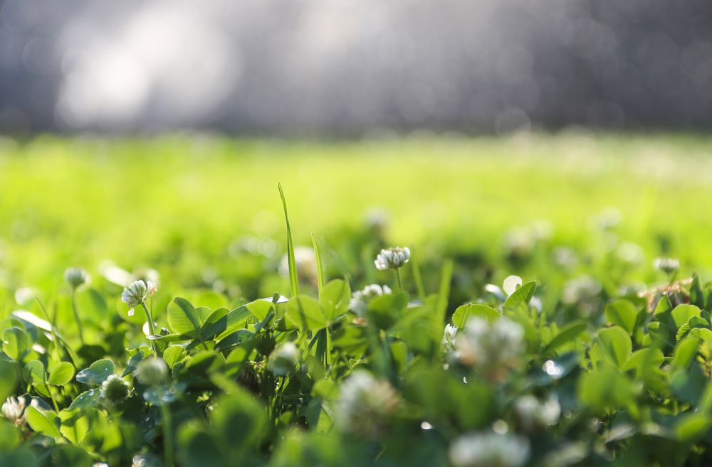 10 Ways to Make Your Garden More Green