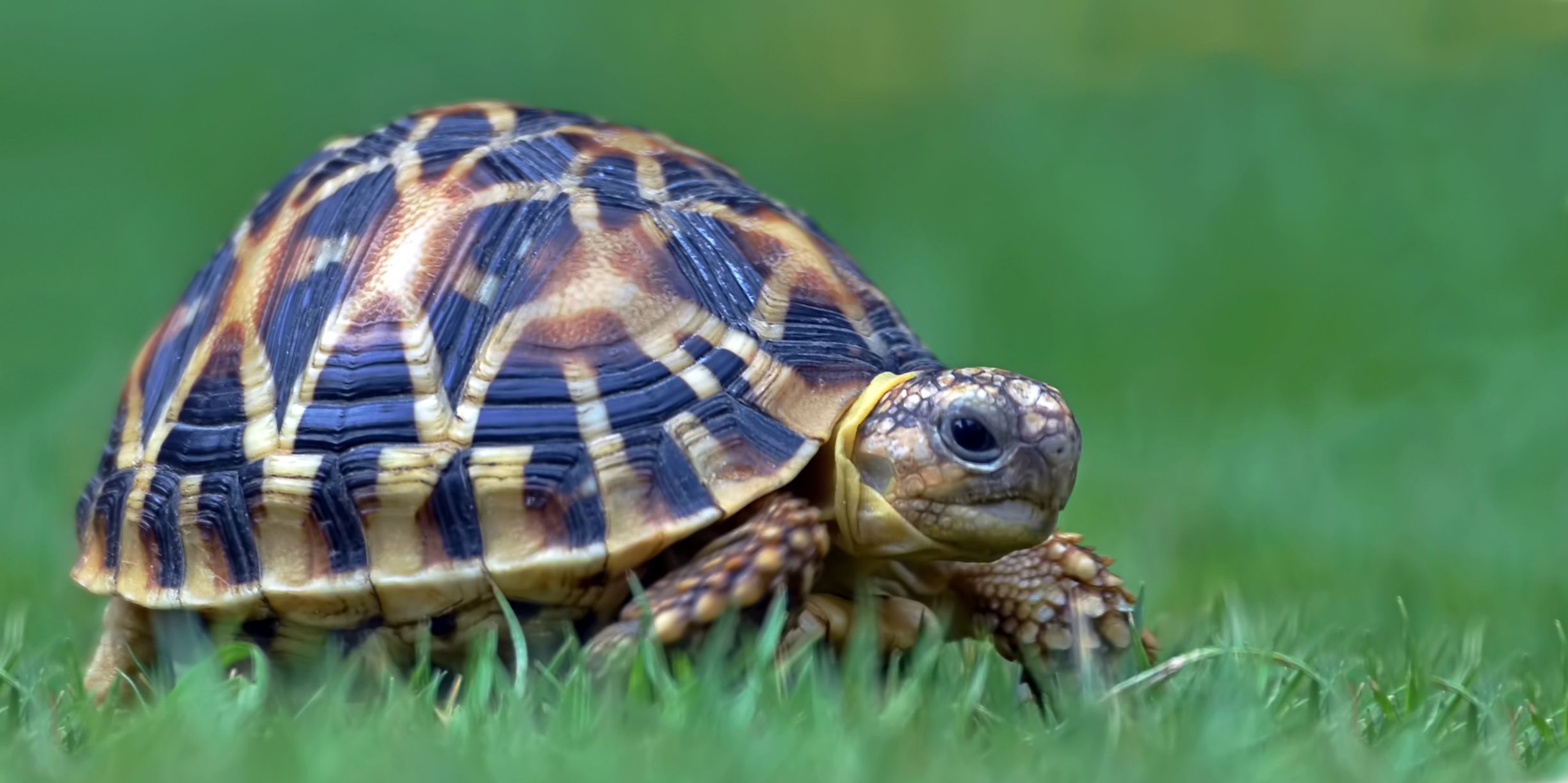 Indian Star Tortoises - Star Tortoise Care