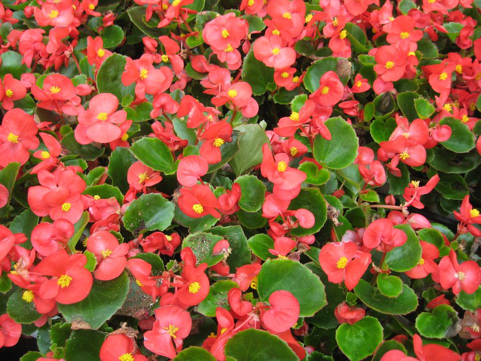 Begonia Flower Family Picture Gallery