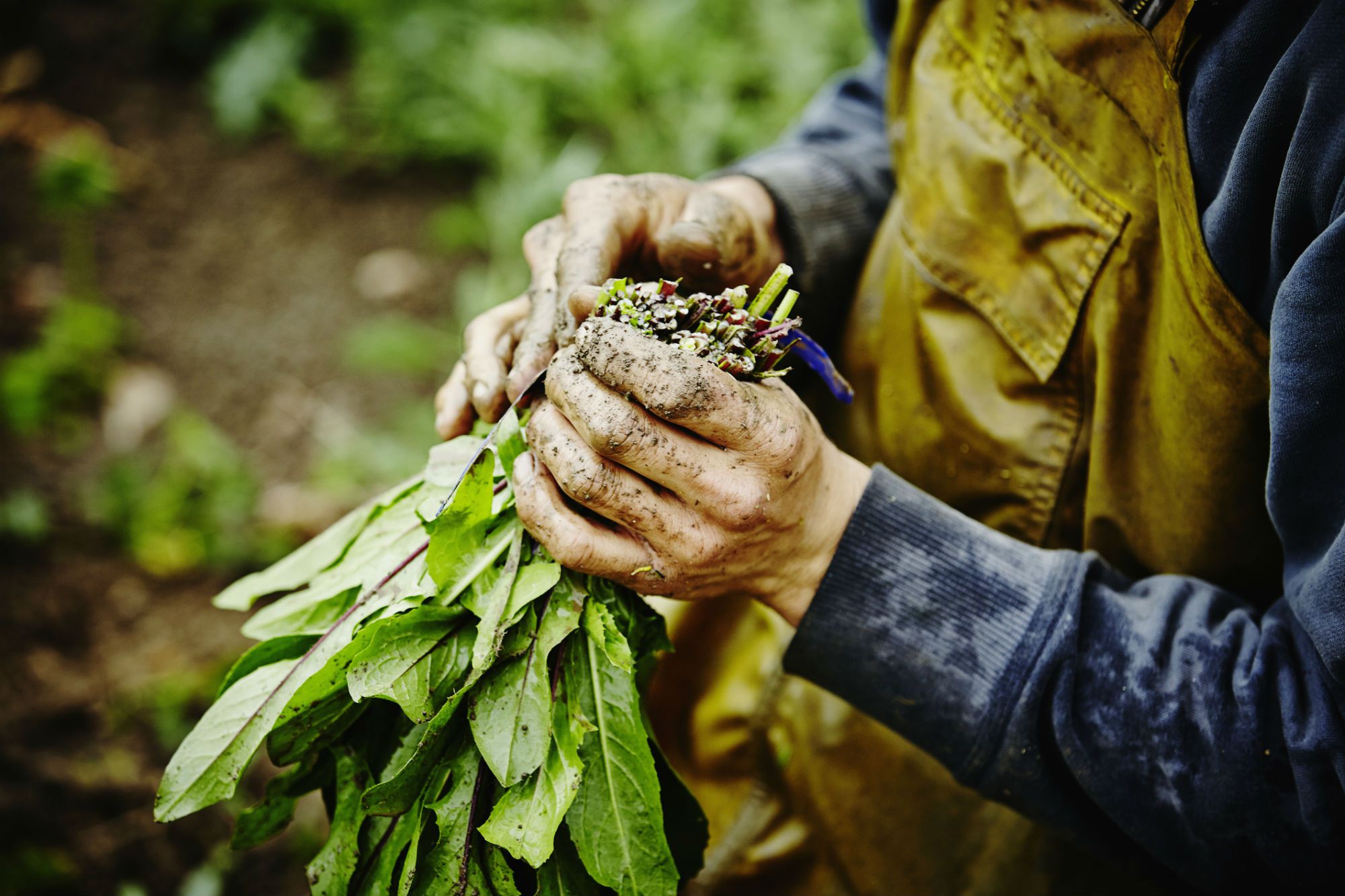 is-organic-farming-a-good-career-choice