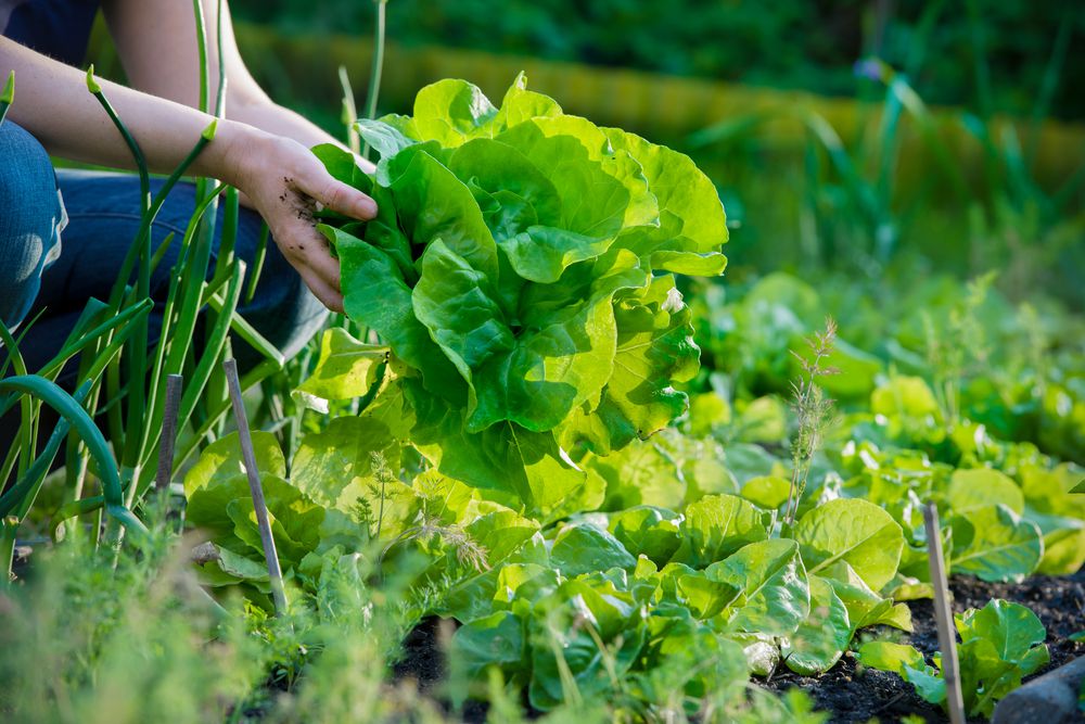 New Years Resolutions for Gardeners