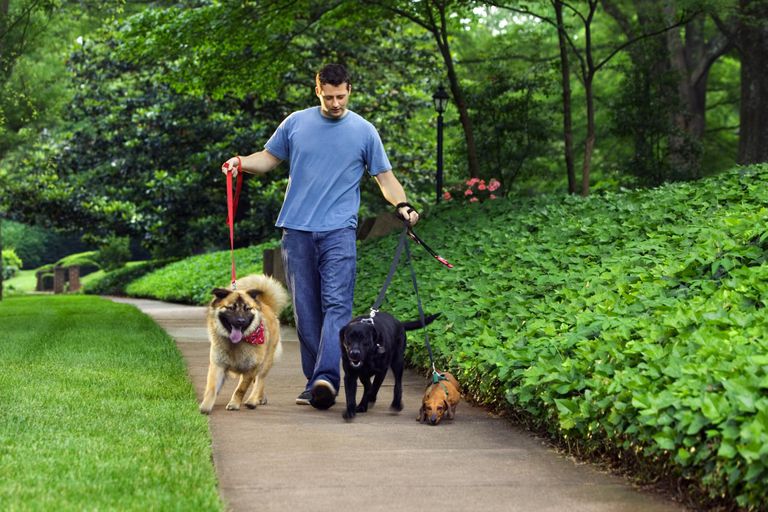 Careers with Animals Dog Walker