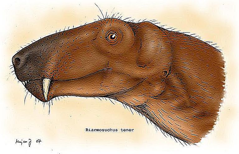 biarmosuchus