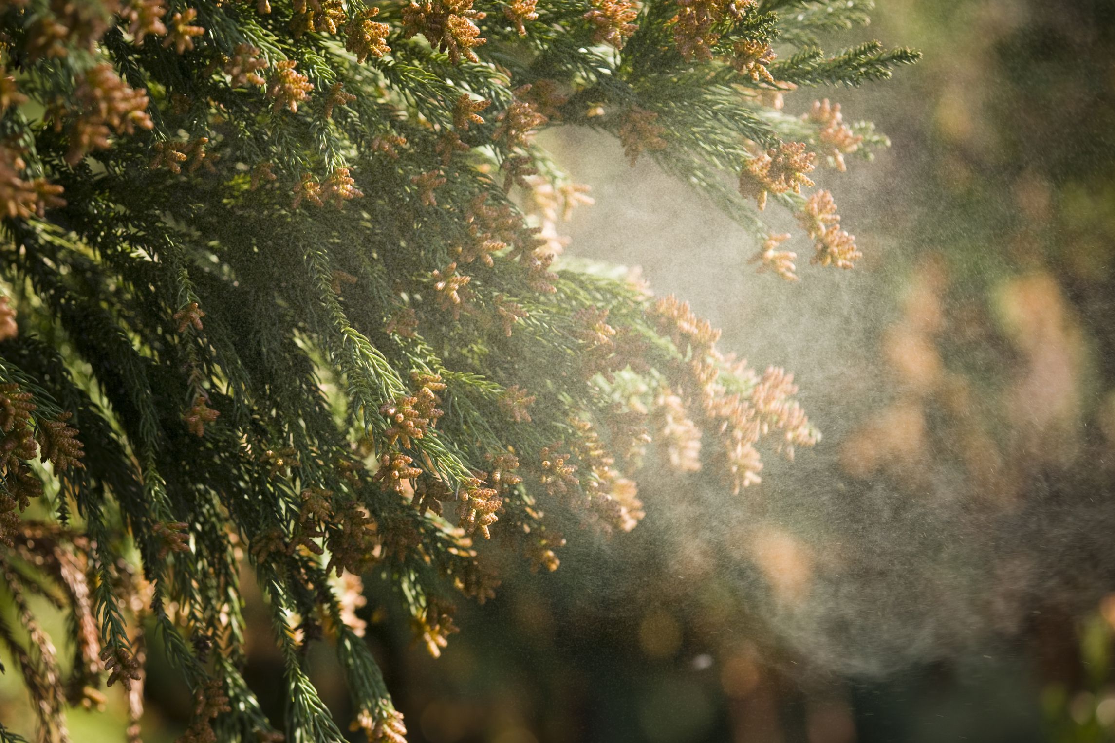 trees-pollen-and-allergies