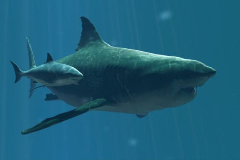 10 Interesting Facts About Megalodon