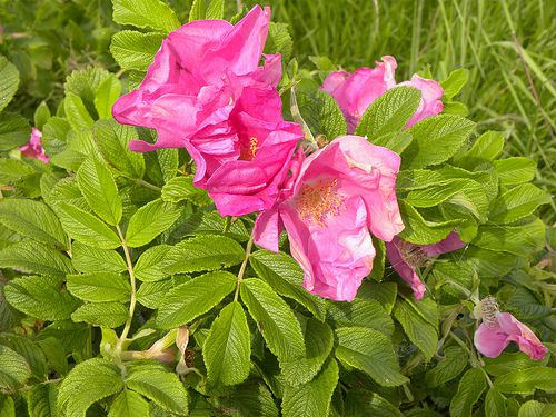 Flowers to Grow in Dry Landscapes