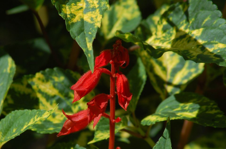 Variegated Leaves Pictures Of Bi Colored Plants