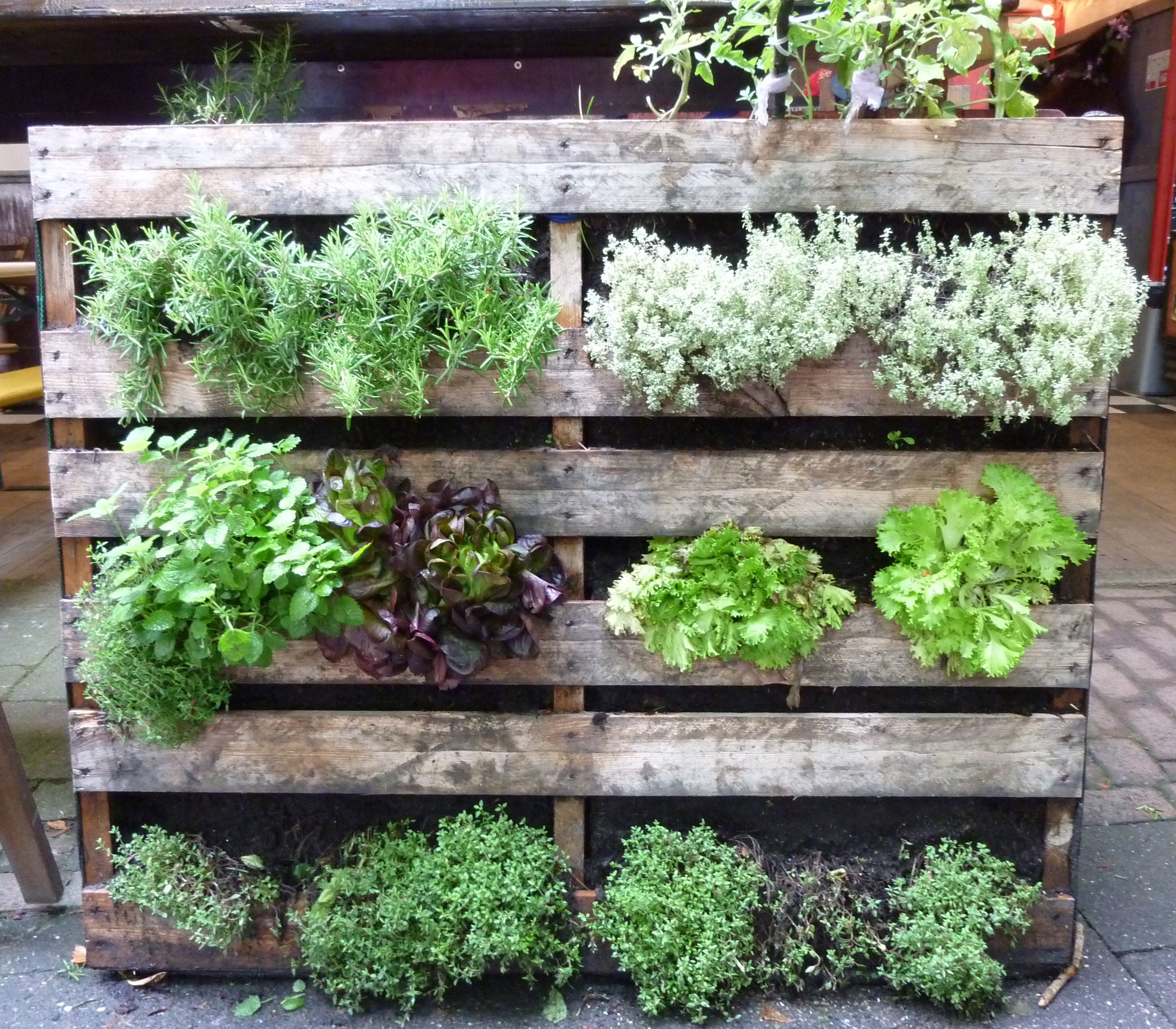 10 Creative Vegetable  Garden  Ideas 