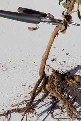 dahlia tubers bulbs beaulieu emerge thespruce digging