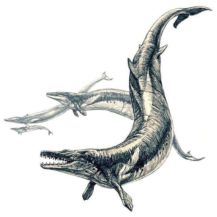 10 Facts About Basilosaurus