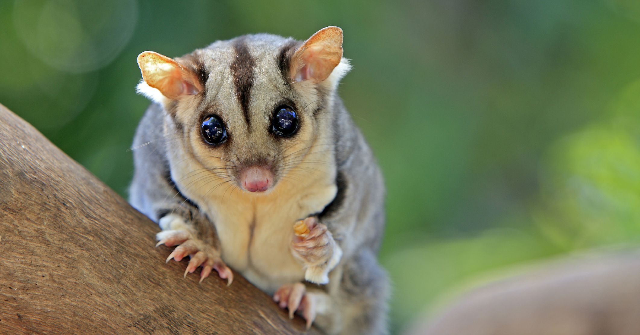 suger glider