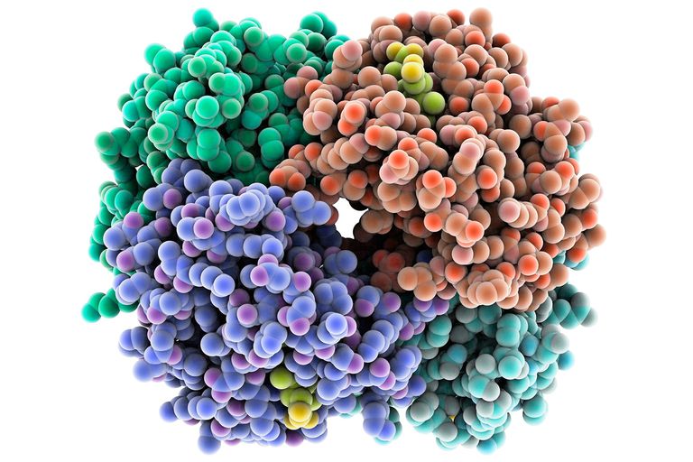 The function and structure of proteins