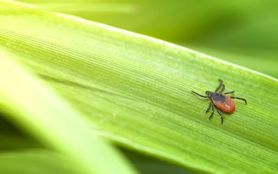 Stay Safe: How to Remove a Tick Correctly