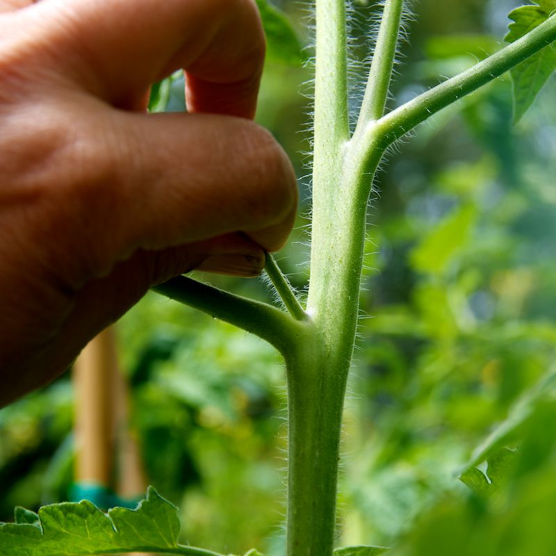 download pruning tomato plants