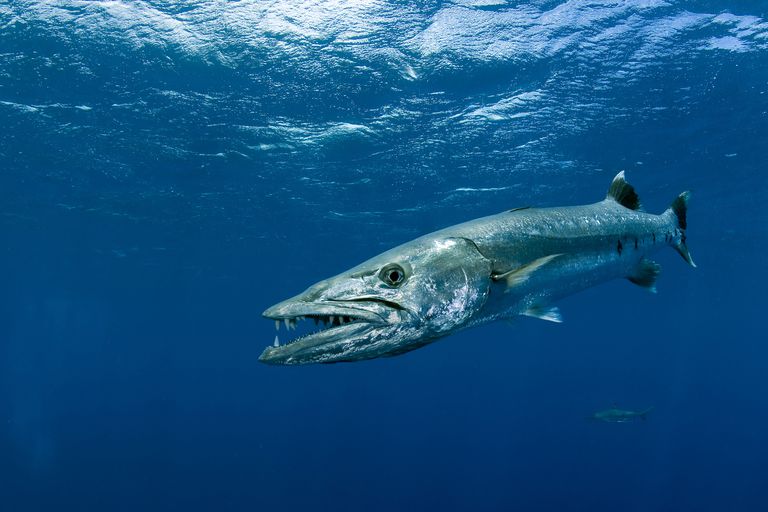 8 Fascinating Facts About Barracuda