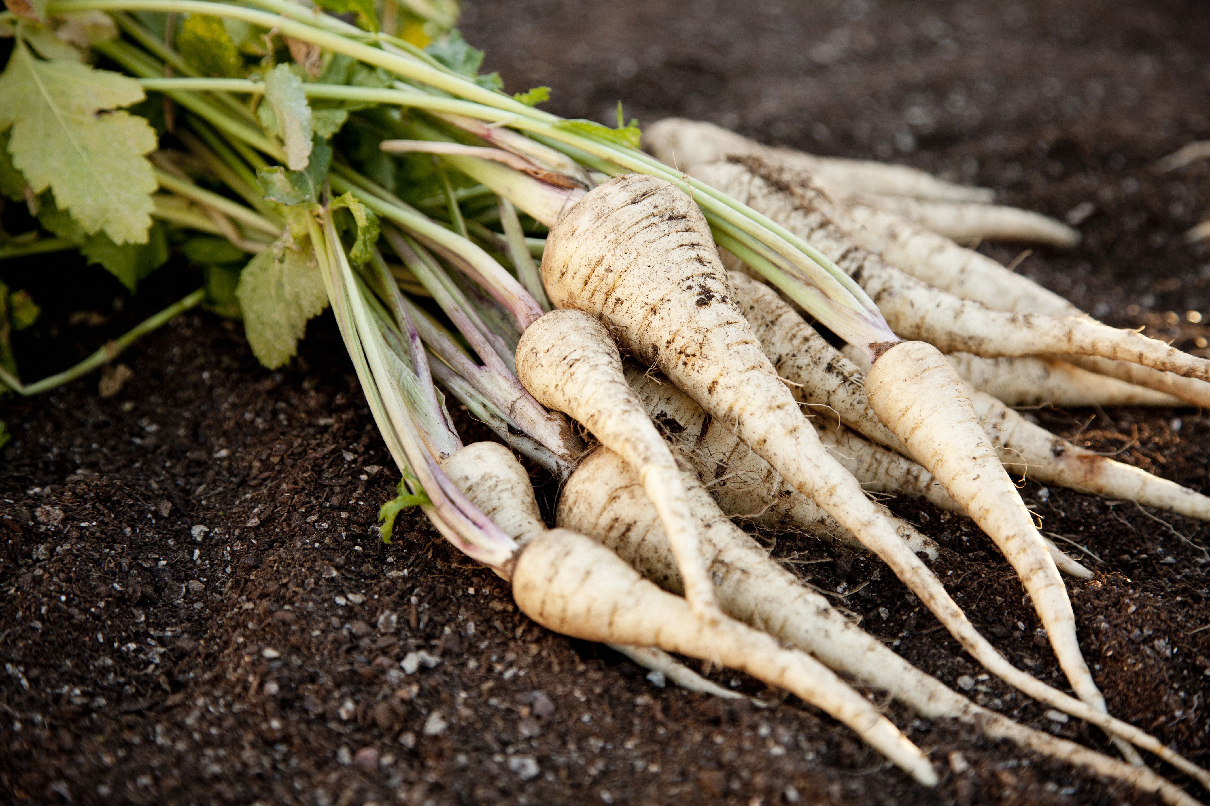 pictures of parsnips
