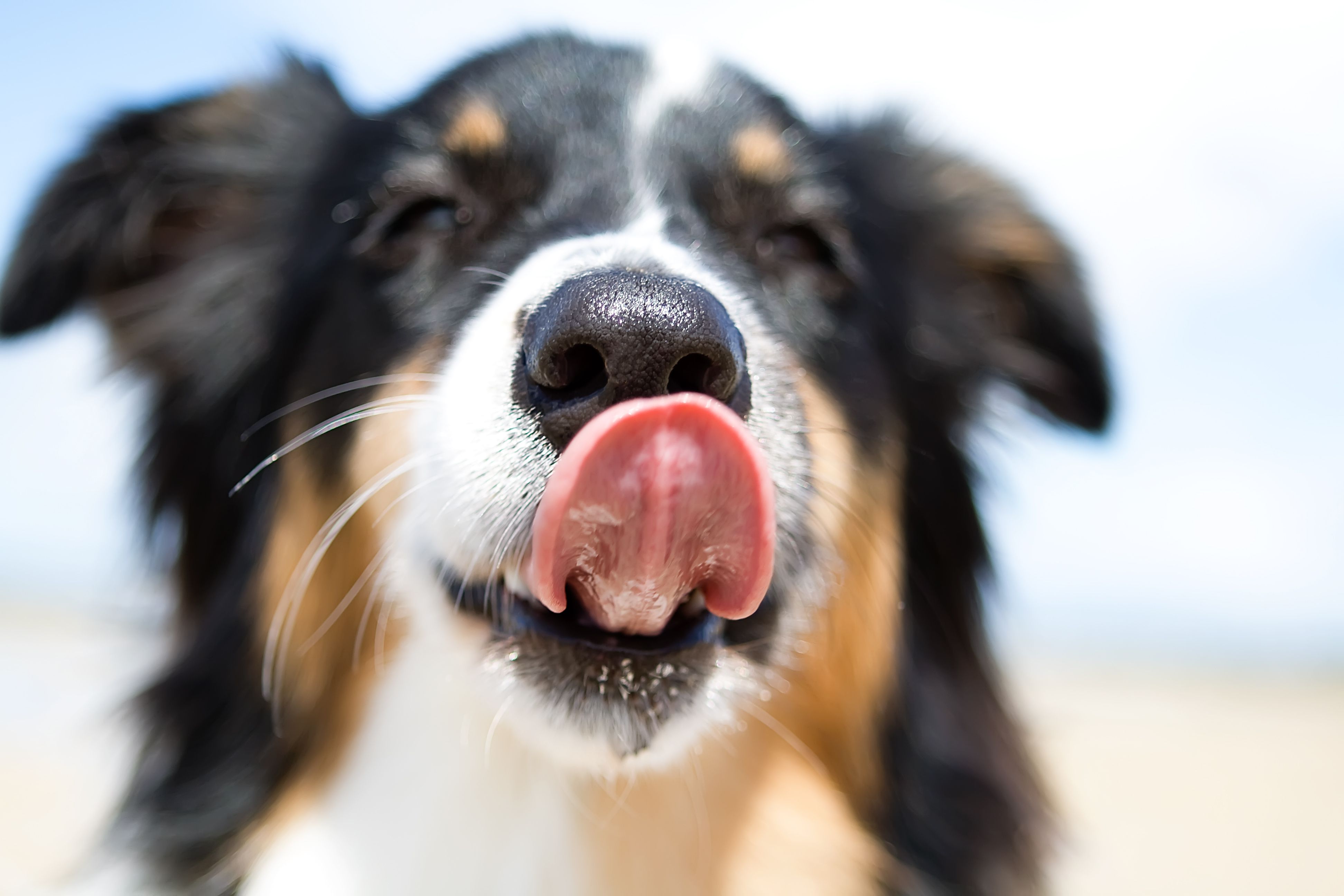 Why Do Dogs Have Wet Noses?