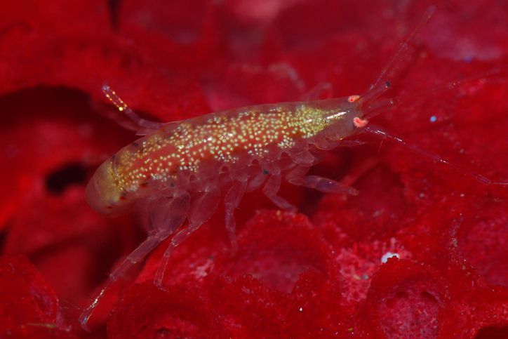 Overview of Saltwater Copepods and Amphipods