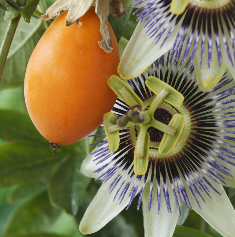 Passiflora La Flor Y La Fruta De La Pasión 7455