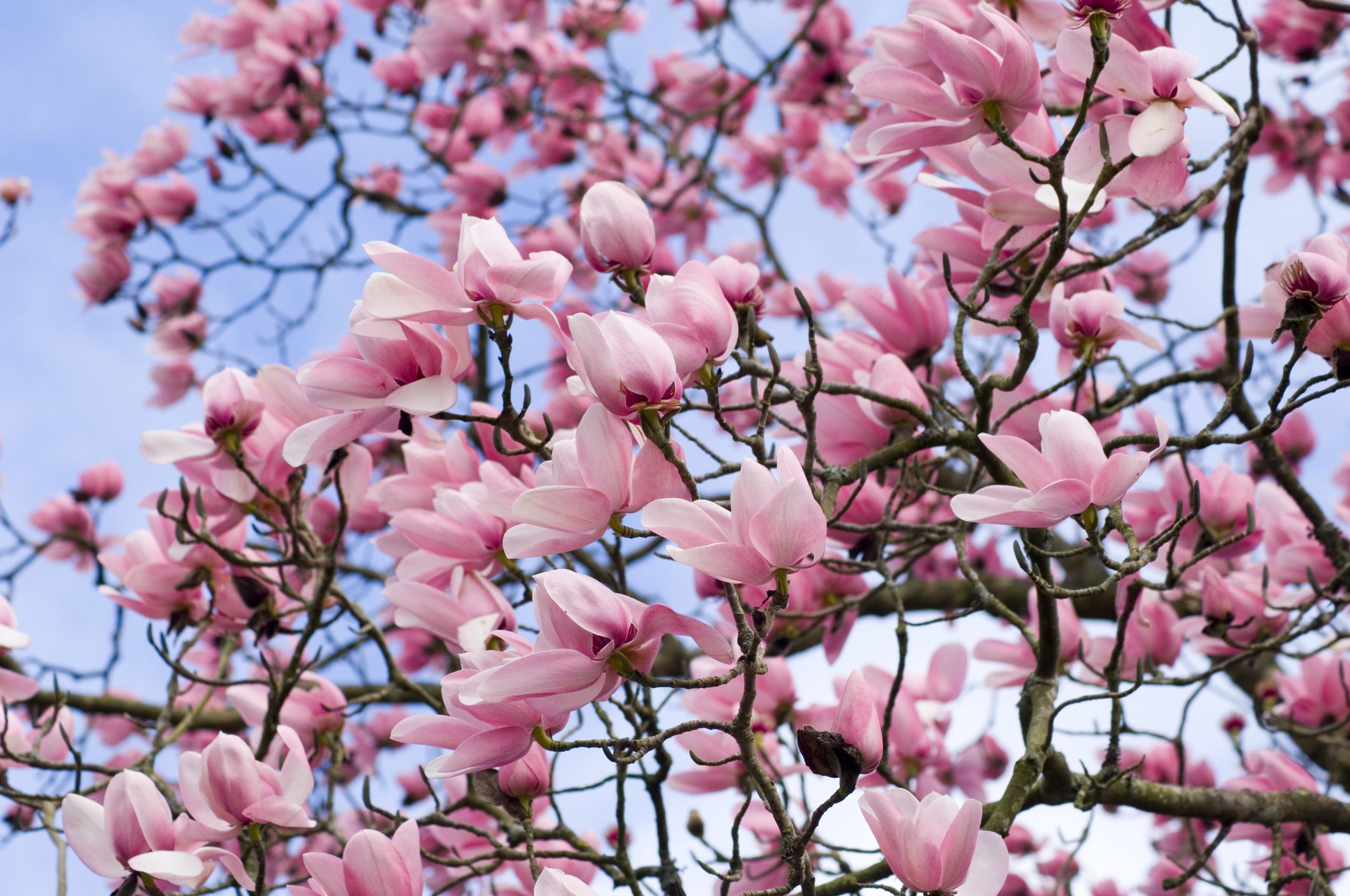 When is the best time to plant a magnolia tree Idea