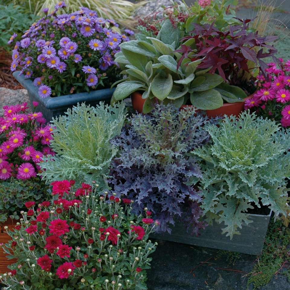 19 Fall Container Garden Ideas