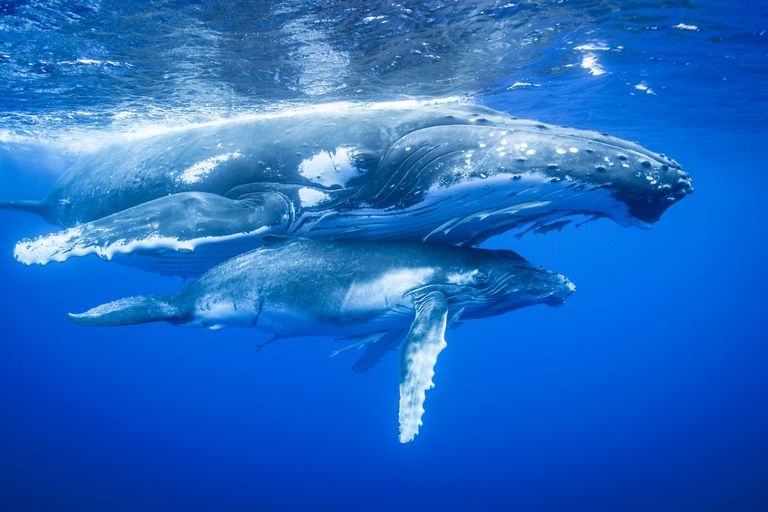 whales in the caribbean sea