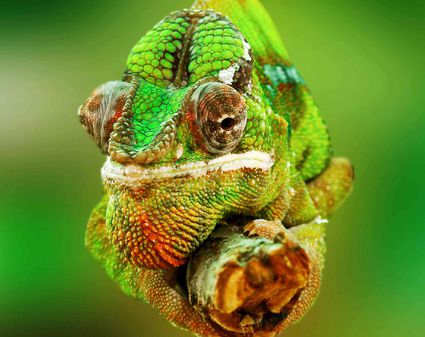 Types of Chameleons - Choosing a Pet Chameleon