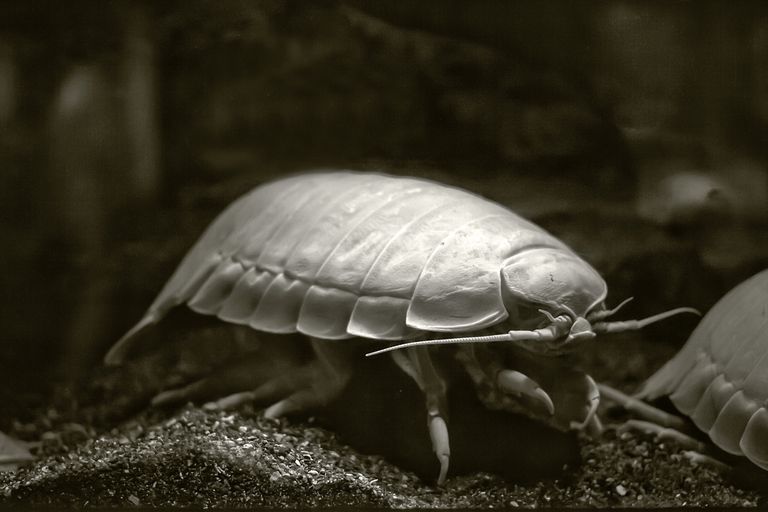 Georgian Speekle A Giant Isopod