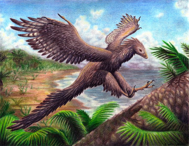 Facts About Archaeopteryx, The Famous "Dino-Bird"