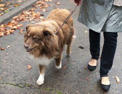 Safe Ways To Stop A Dog Fight