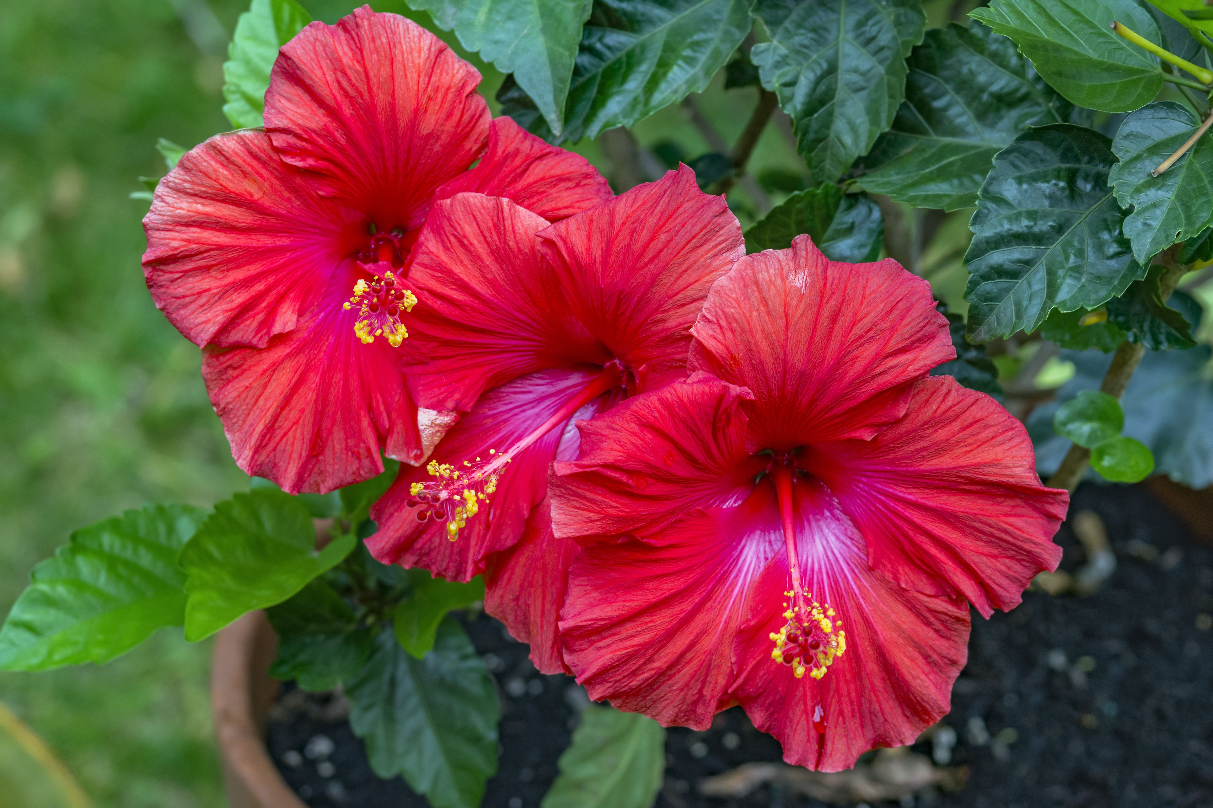 trio-of-vibrant-red-hibiscus-flowers-with-bright-yellow-stigma-growing-in-garden-pot-845218812-5abea591119fa80037eef63e