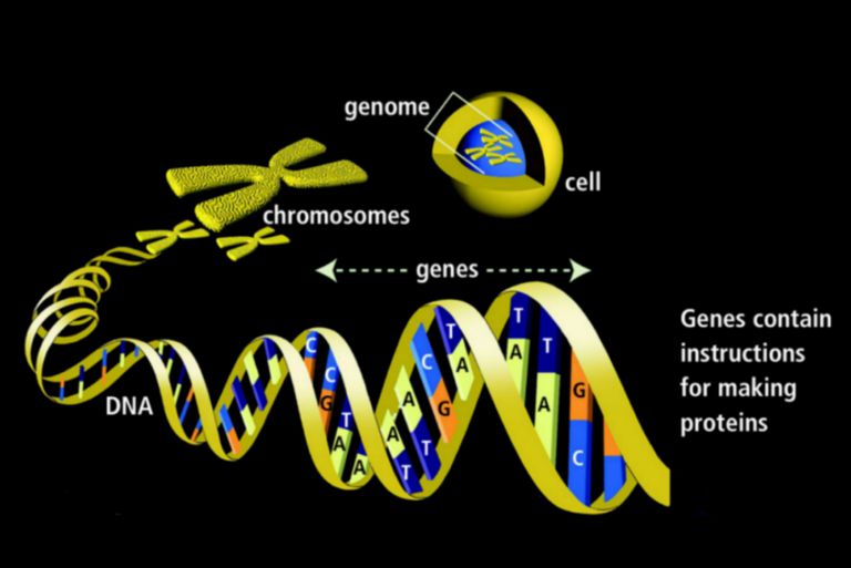 Genes - Definition, Function, and Mutations