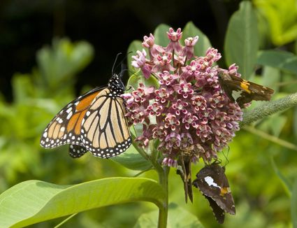 Goldenrod Weeds: Invasive, But Not Cause Of Allergies