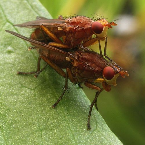 Courtship Rituals in Insect  Mating