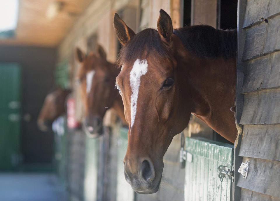 copd-broken-wind-or-heaves-in-horses