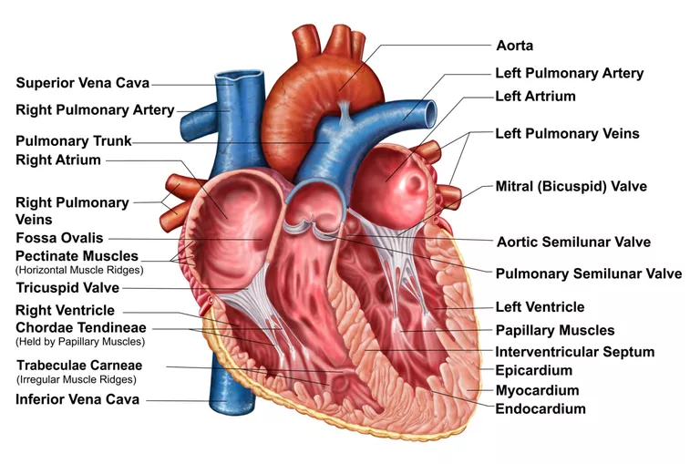 Heart Interior