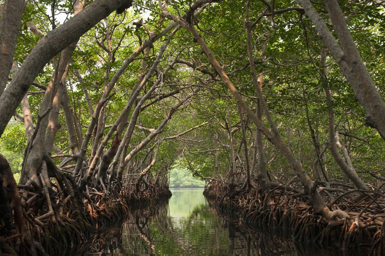 mangrove-habitat-profile