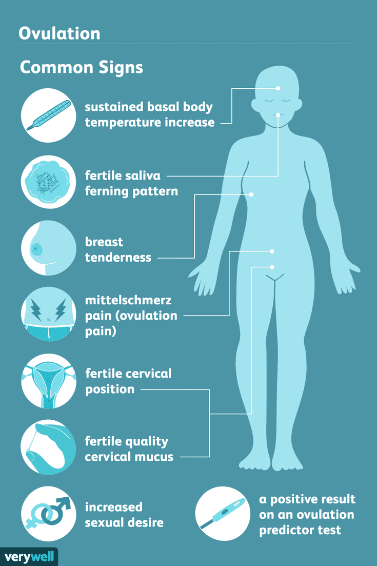 8 Signs Of Ovulation To Detect Your Most Fertile Time 6505