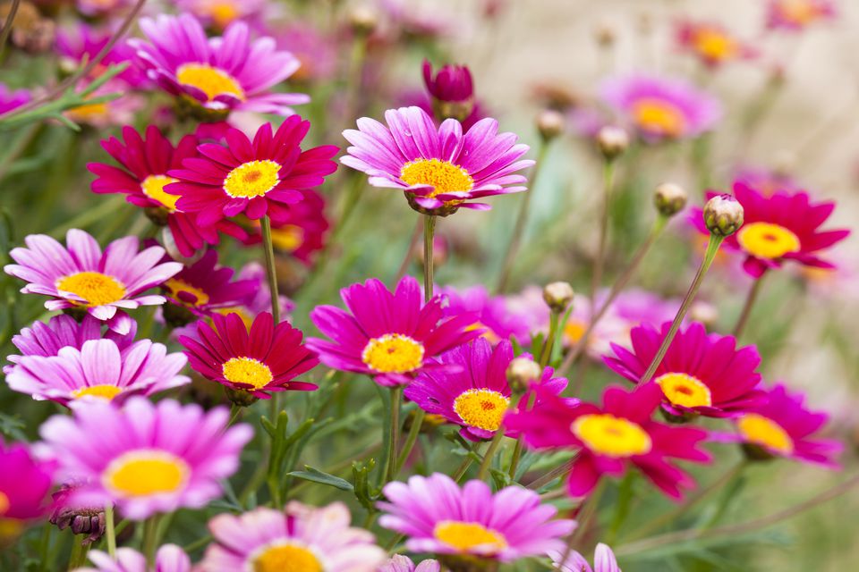 Selecting The Right Daisies For Your Flower Garden