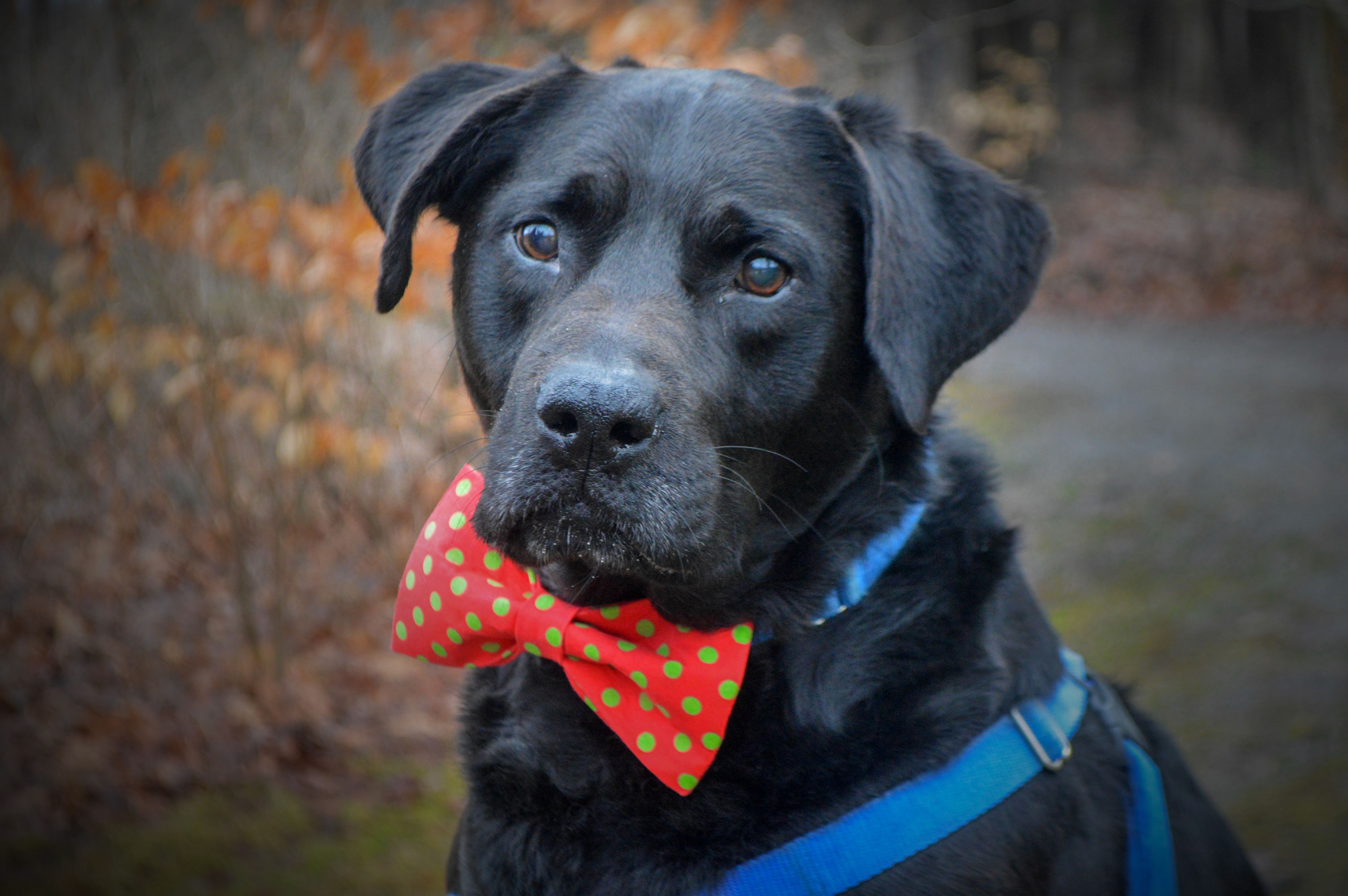 Senior Dog Finally Adopted