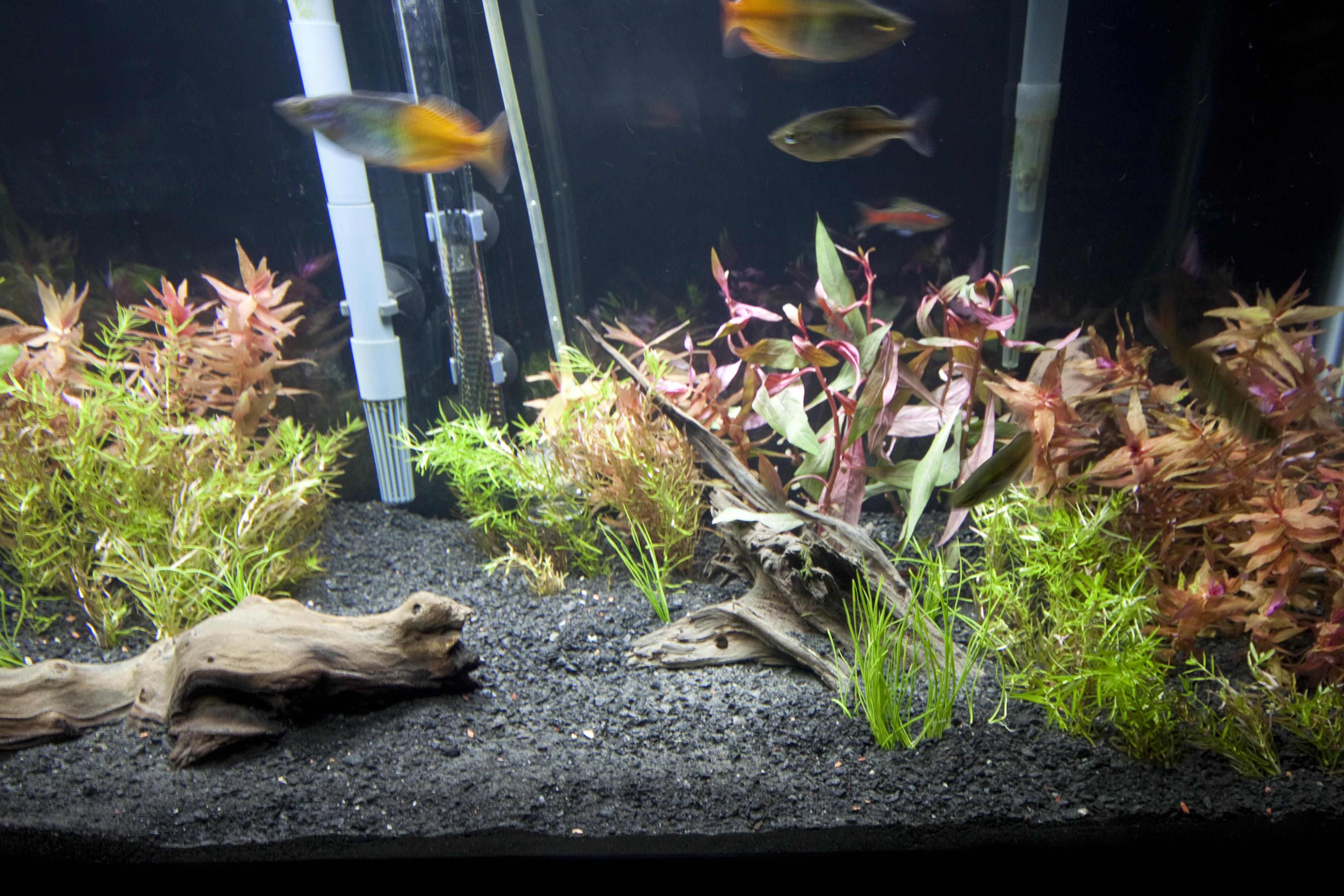 100 How To Make Fish Tank Decorations At Home 3d Aquarium