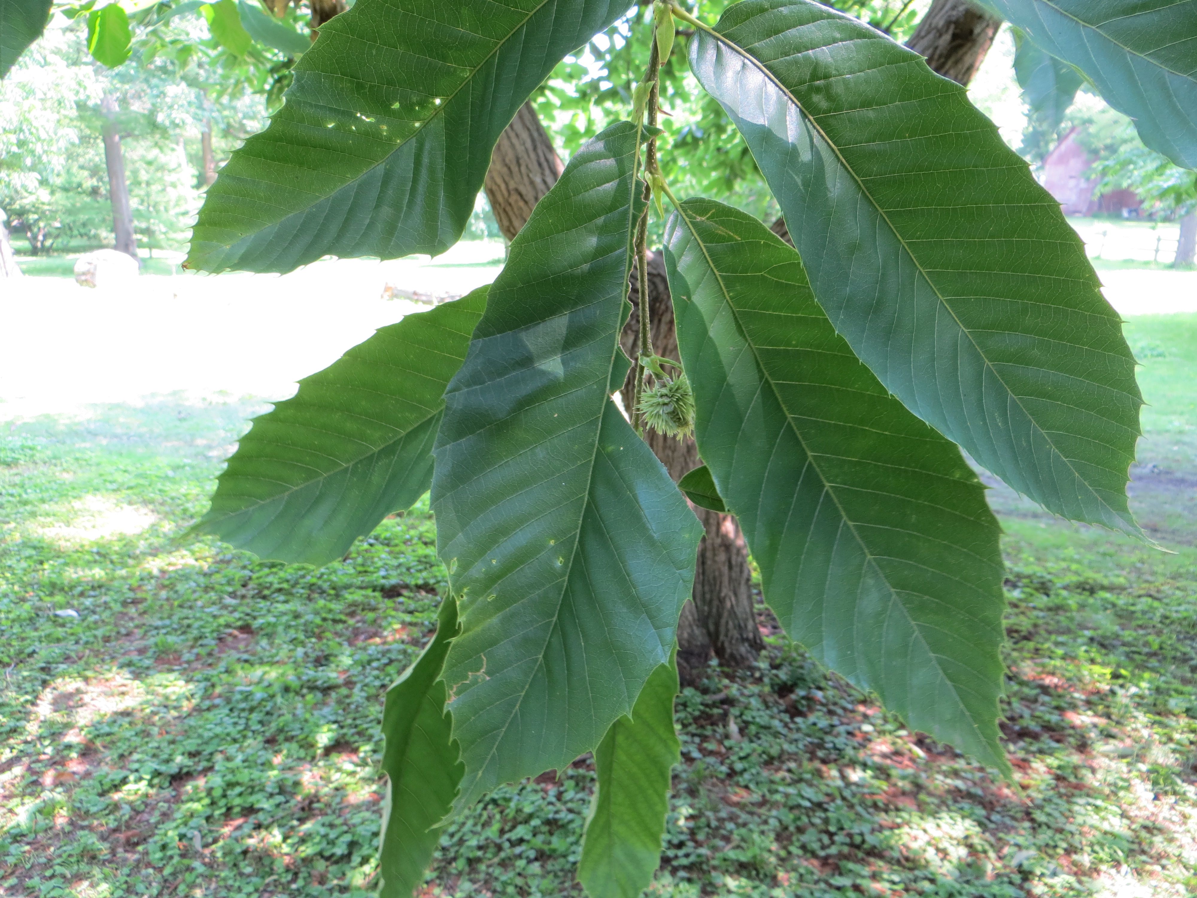 restoring-the-american-chestnut-tree