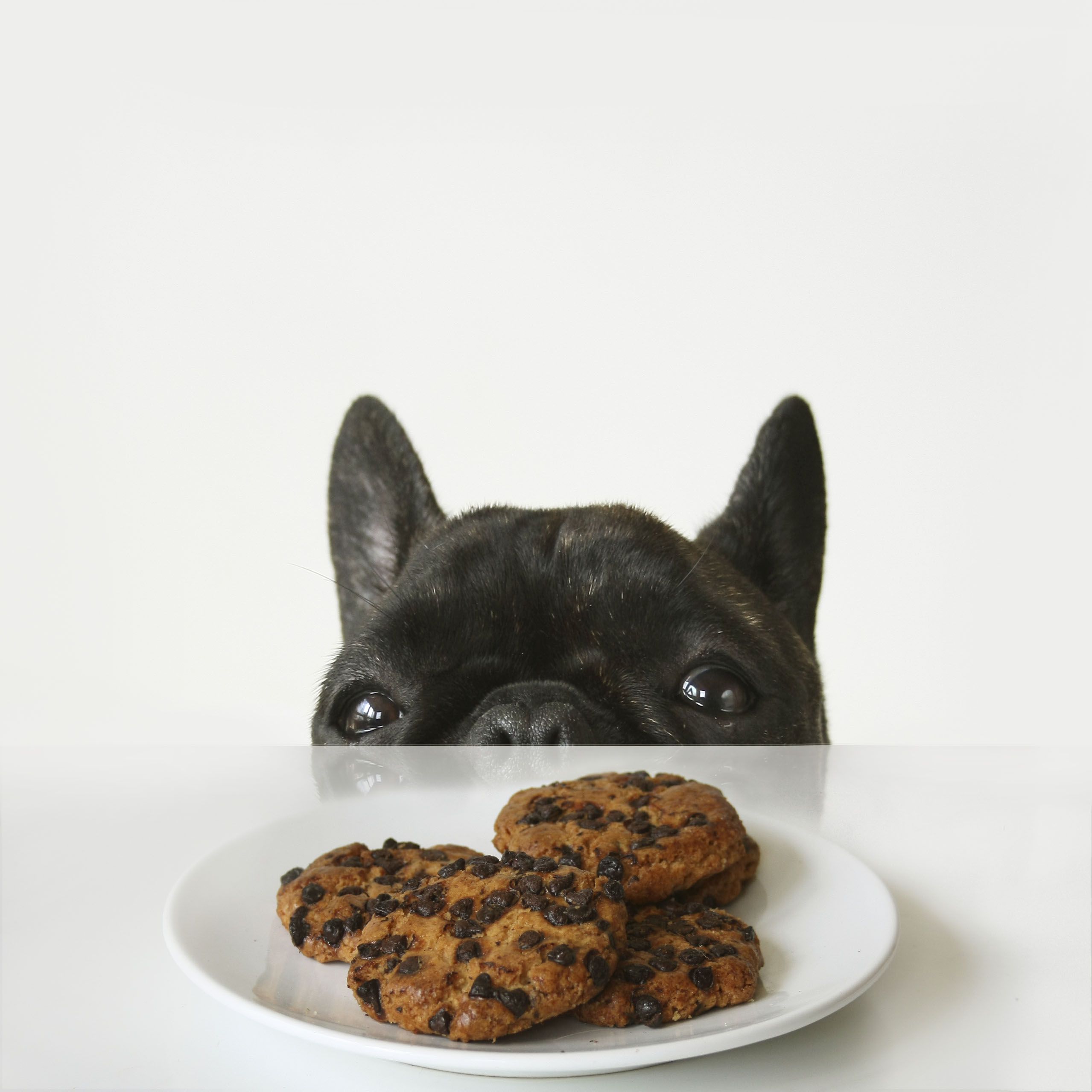 Can dogs eat chocolate cookies