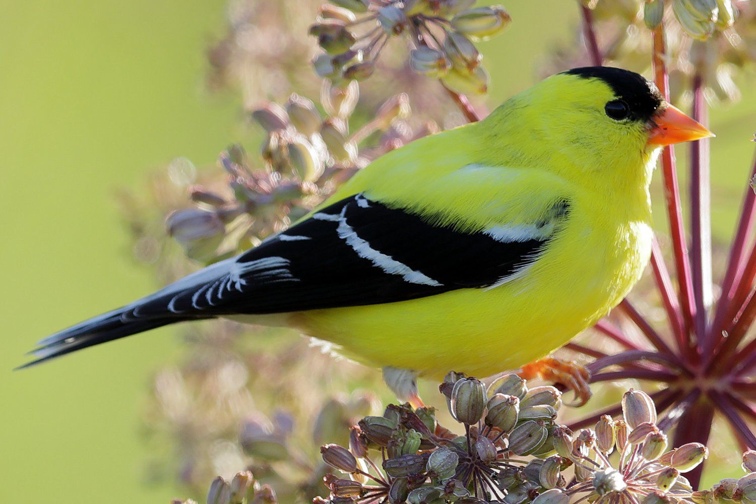 Most Common Backyard Birds in the U.S.