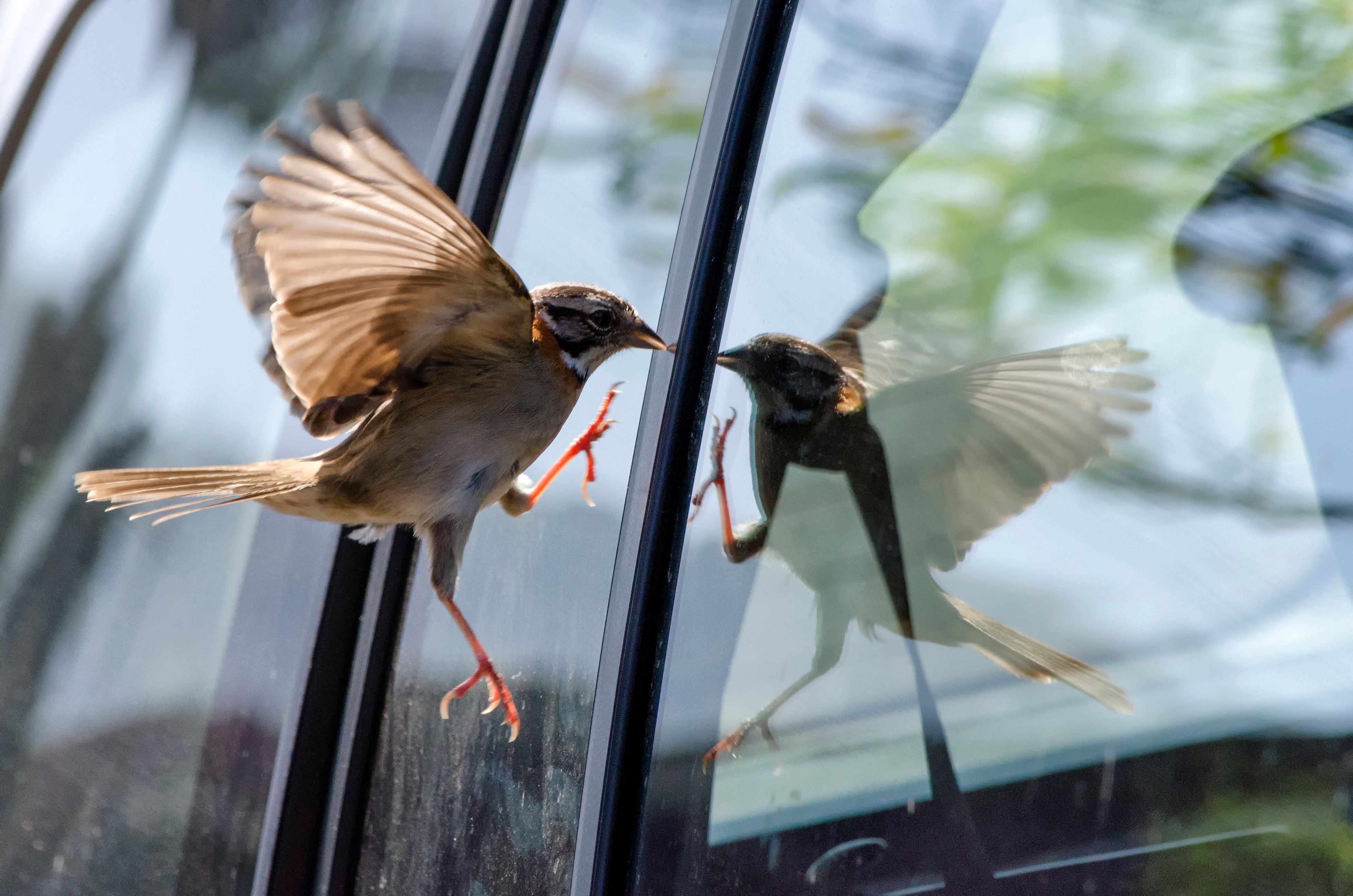 When Birds Hit Windows - How to Help