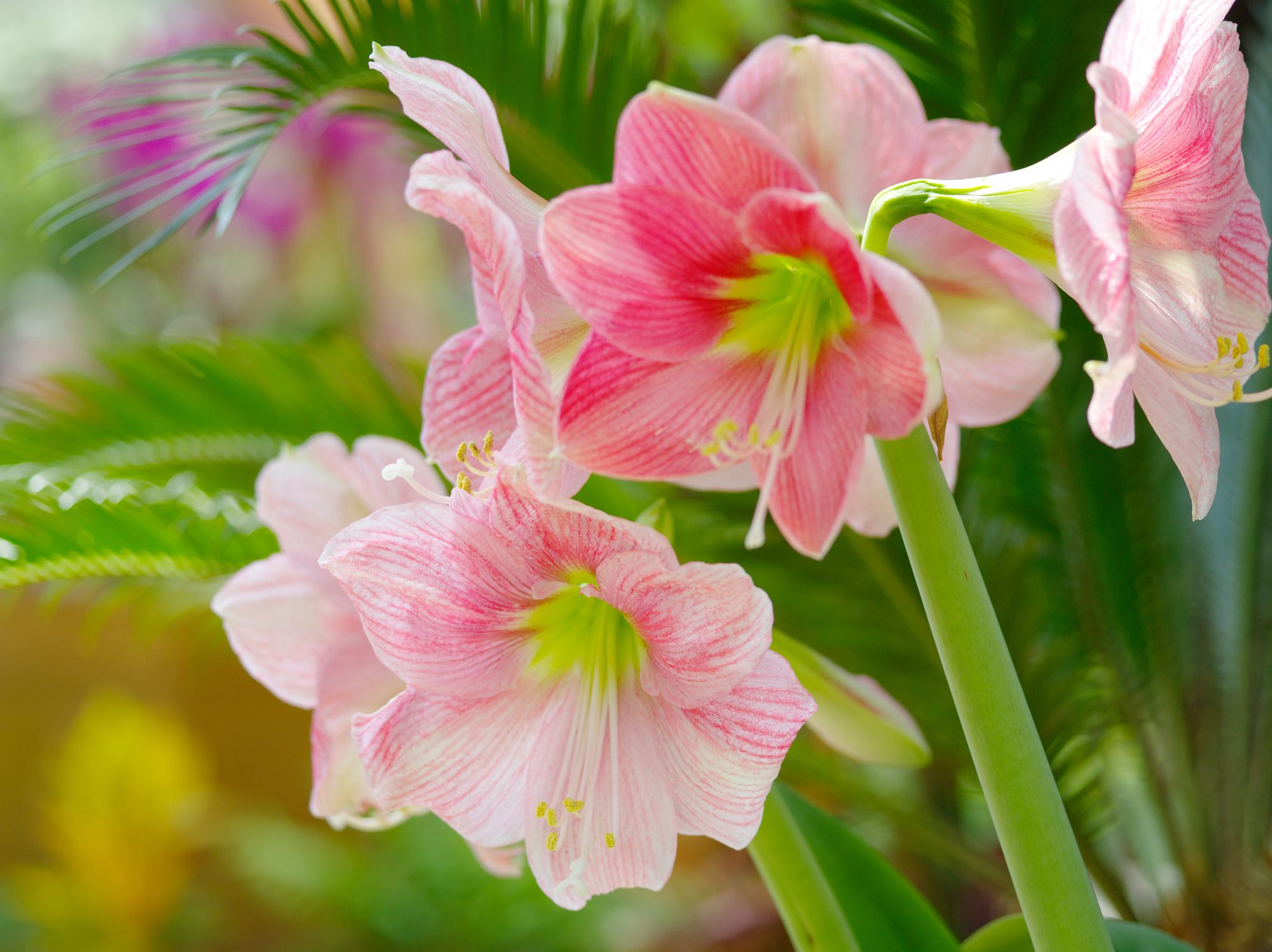 How to Get Your Amaryllis to Flower