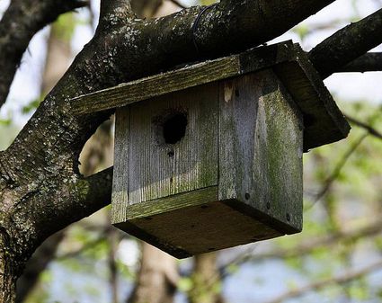 Easy Purple Martin House Tips