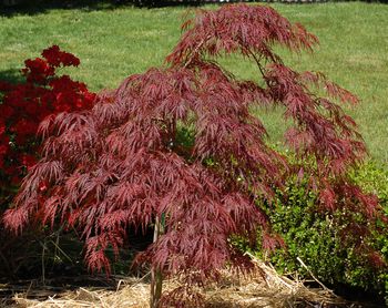 crimson bloodgood weeping dwarf cascading maples varieties acer thespruce palmatum dissectum pruning