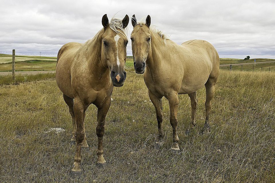 Meet the American Quarter Horse